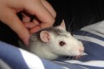 chipsy13.JPG