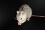 chipsy17.JPG