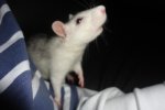 chipsy19.JPG