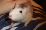 chipsy23.JPG