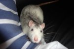 chipsy35.JPG