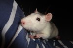 chipsy36.JPG