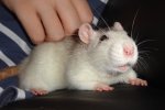 chipsy28.JPG