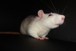 chipsy34.JPG