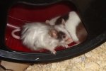banjo giotto.JPG