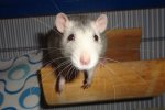 chipsy42.JPG