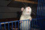chipsy41.JPG