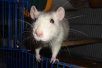chipsy40.JPG