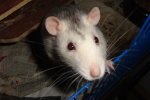 chipsy37.JPG
