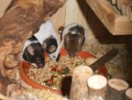 miss piggy, murmel & ginnie.jpg