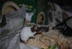 DSC_0558.jpg