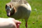 2012-03-24 - Frankfurt - Palmengarten - 028.jpg