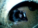 Spot und spick 018.jpg