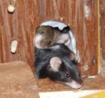 Hermine und Mokka.jpg