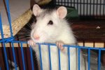 chipsy2.JPG