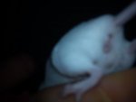 mäuse 089.jpg