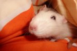 chipsy.JPG
