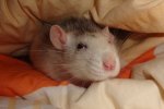 chipsy5.JPG