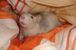 chipsy14.JPG