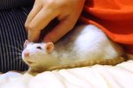 chipsy13.JPG