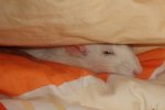chipsy16.JPG
