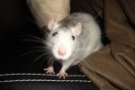 chipsy.JPG
