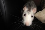 chipsy2.JPG