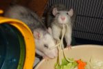 brain und chipsy.JPG