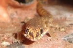 gecko3.JPG