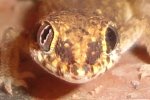 gecko4.JPG
