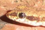 gecko6.JPG