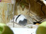 Bilder 2012 Nr.3 2843.jpg