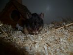 Mausis und Halloween 059.jpg