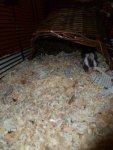 Mausis und Halloween 070.jpg