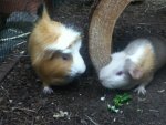 ipod bilder 24.09.12 166.jpg