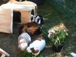 ipod bilder 24.09.12 151.jpg