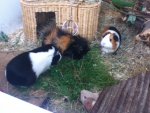 ipod bilder 24.09.12 083.jpg