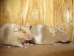 mice 002.jpg