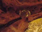 DSC00607.jpg