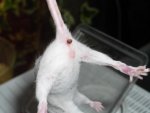0.1 Albino 1.jpg