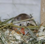 Hamstertarnung.jpg