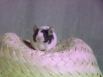 DSCF1192.jpg