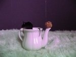 DSCF1145.jpg