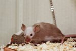 IMG_3345b.JPG