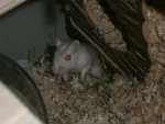 Unsere Mäuse 003.jpg