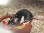 mice.jpg