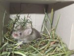 Mäuse 026.jpg