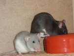 Futtermäuse3.jpg