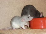 Futtermäuse4.jpg