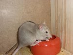 Futtermäuse6.jpg